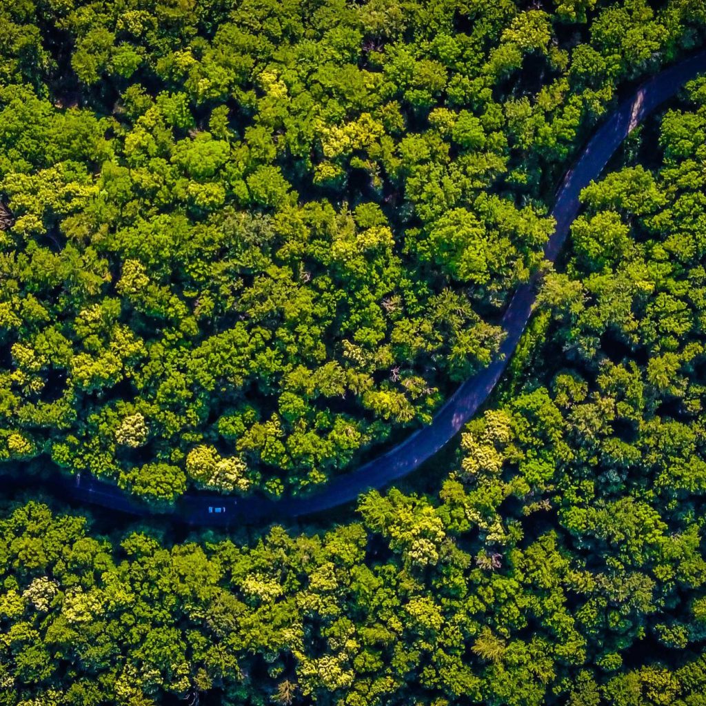 Birds eye view of a river and trees